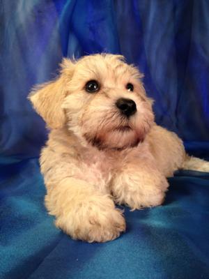 Male Salt and Pepper Schnoodle Puppy for Sale $750 Born August 1st 2015